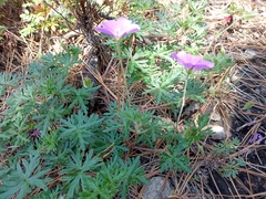 Geranium potentillifolium
