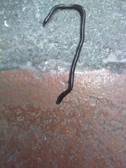 Indotyphlops