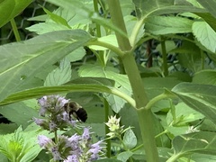 Bombus impatiens