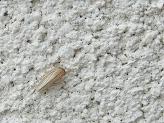 Athysanus argentarius