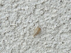 Athysanus argentarius