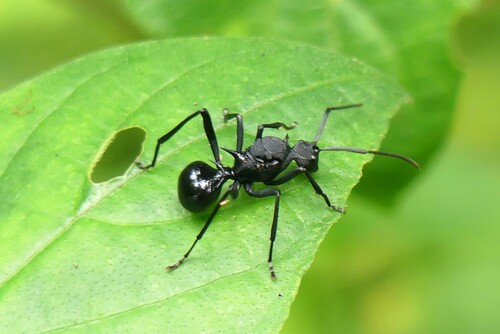 Polyrhachis maryatiaePolyrhachis maryatiae