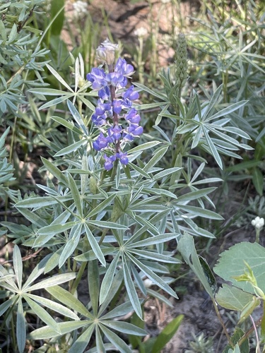 holo lupine (Lupinus holosericeus)