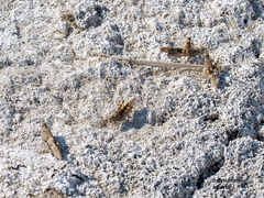 Trimerotropis salina