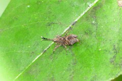 Clinophaestus robustus