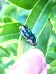 Melobasis purpurascens