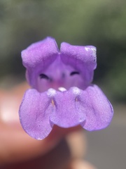 Penstemon sepalulus