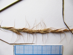 Elymus ciliaris