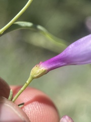 Penstemon sepalulus