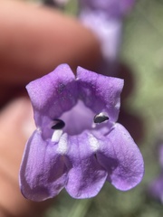 Penstemon sepalulus