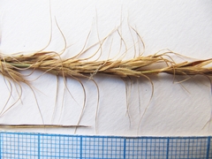 Elymus ciliaris