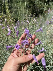 Penstemon sepalulus