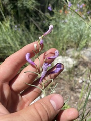 Penstemon sepalulus