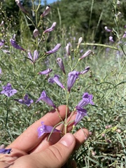 Penstemon sepalulus