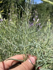 Penstemon sepalulus