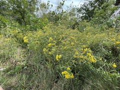 Euthamia graminifolia