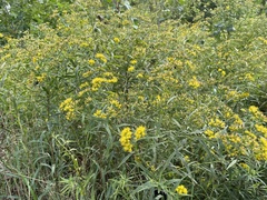 Euthamia graminifolia