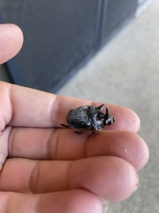 Onthophagus mniszechi