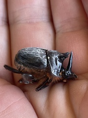 Onthophagus mniszechi