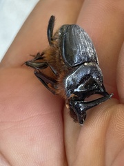 Onthophagus mniszechi