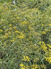 Euthamia graminifolia