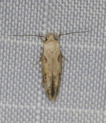 Mompha brevivittella