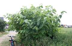 Reynoutria sachalinensis