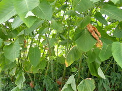 Reynoutria sachalinensis