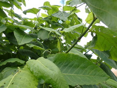 Reynoutria sachalinensis