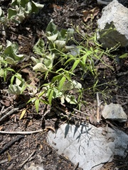 Galium arkansanum