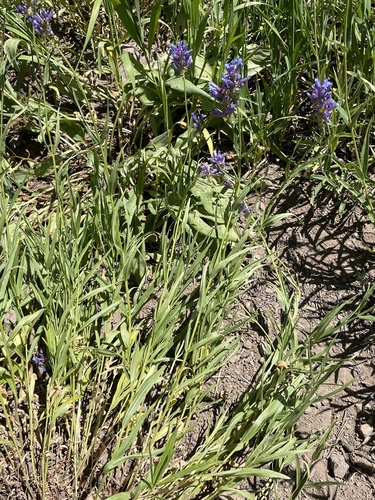 Tufted Penstemon (Penstemon laxus)