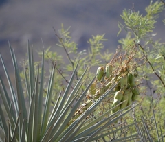 Yucca rigida