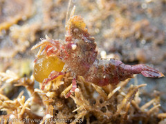 Spirontocaris prionota