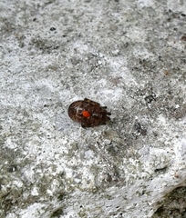 Parasitiformes