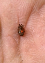 Parasitiformes