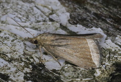 Capis curvata