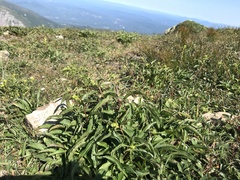 Solidago leiocarpa