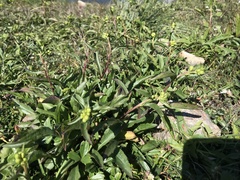 Solidago leiocarpa