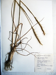Elymus dahuricus
