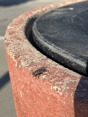 Sarcophaga