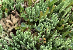 Diphasiastrum alpinum