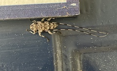 Acanthocinus obsoletus