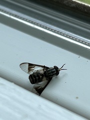 Chrysops delicatulus