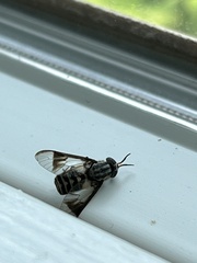 Chrysops delicatulus