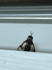 Chrysops delicatulus