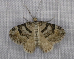 Xanthorhoe abrasaria