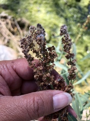Rumex californicus