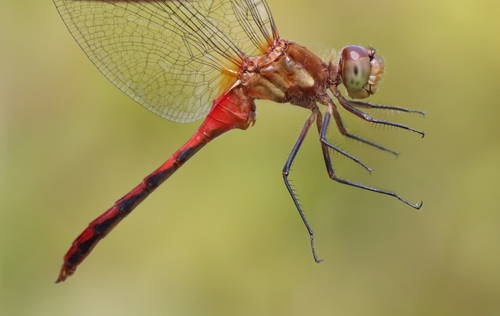 Ruby Meadowhawk photo 3