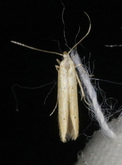 Batrachedra pinicolella