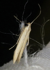 Batrachedra pinicolella